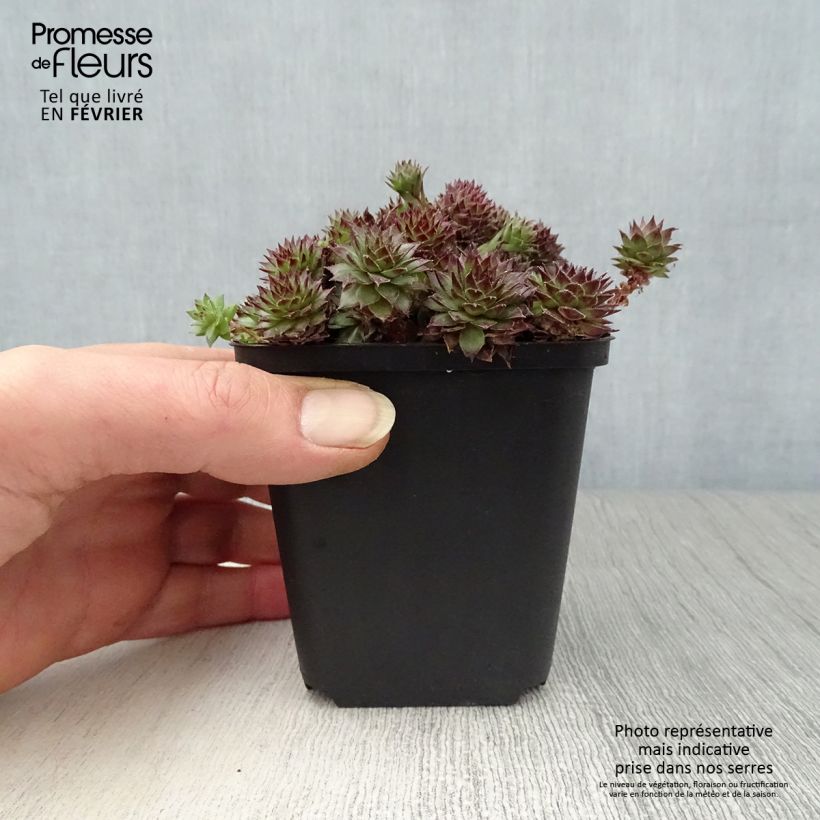 Spécimen de Sempervivum Bronco - Joubarbe hybride  Godet de 8/9 cm tel que livré en hiver