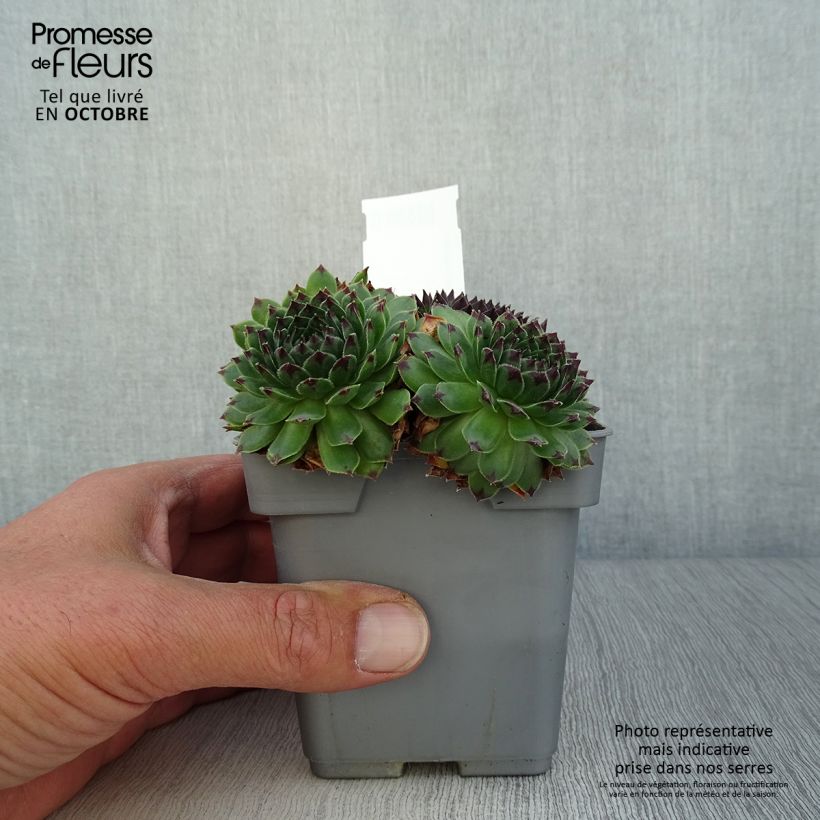 Spécimen de Sempervivum Chick Charms Appletini - Joubarbe Pot de 10 cm/11cm tel que livré en automne