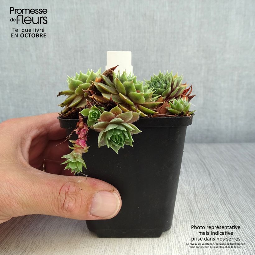 Spécimen de Sempervivum Feldmaier - Joubarbe hybride  Godet de 8/9 cm tel que livré en automne