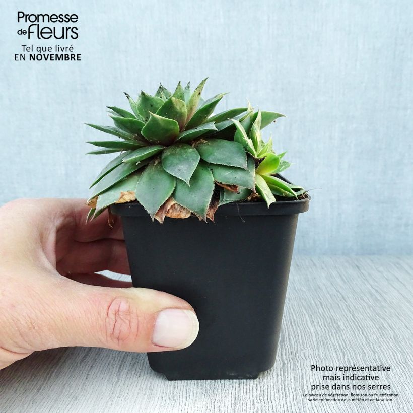 Spécimen de Sempervivum Gemengd - Joubarbe hybride en mélange Godet de 8/9 cm tel que livré en automne