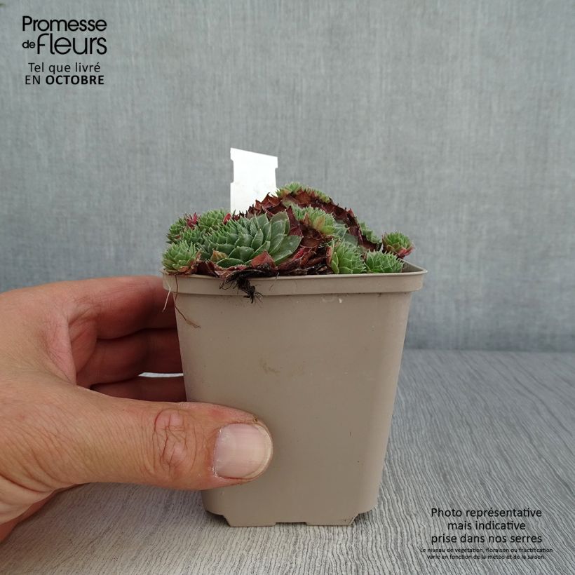 Spécimen de Sempervivum Granat - Joubarbe hybride poupre et vert amande Godet de 8/9 cm tel que livré en automne