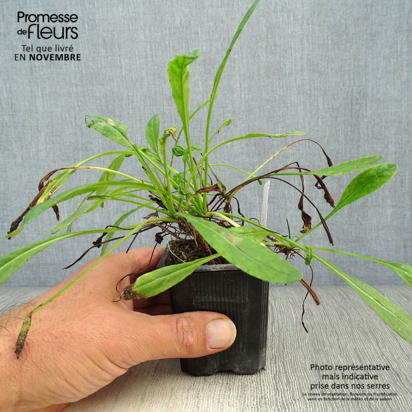 Spécimen de Senecio polyodon - Séneçon rose Godet de 9cm tel que livré en automne