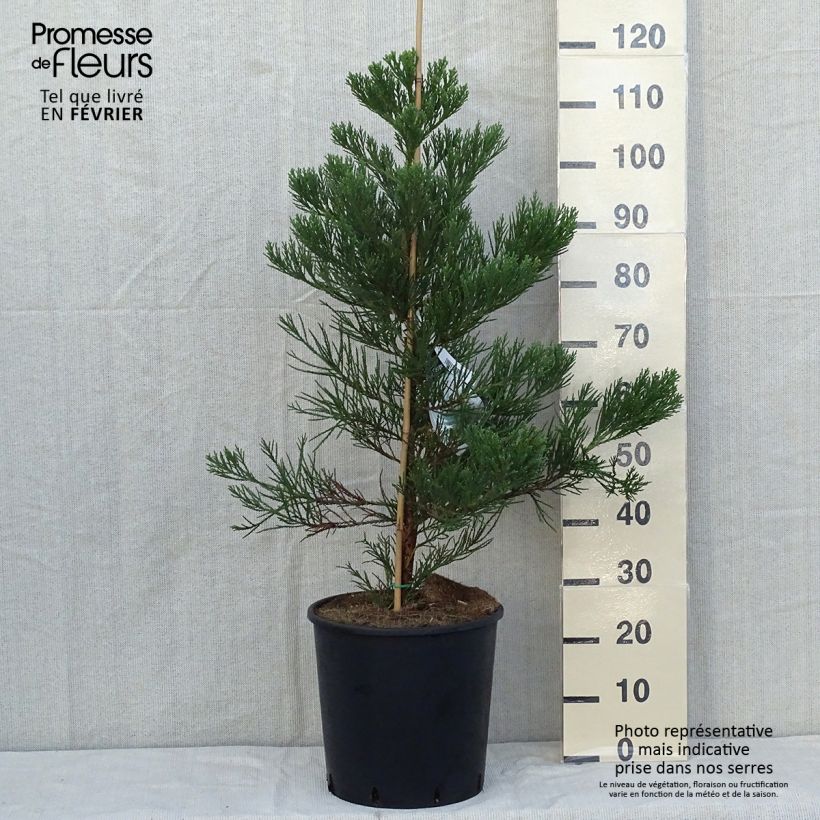 Spécimen de Séquoia géant - Sequoiadendron giganteum Greenpeace Pot de 18L/20L tel que livré en automne