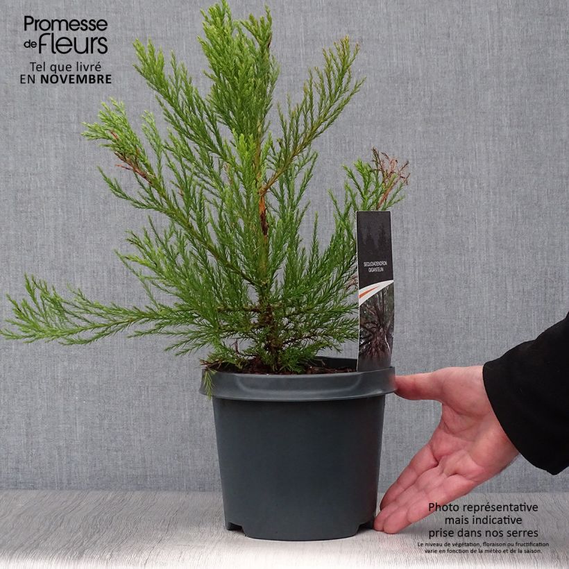 Spécimen de Sequoiadendron giganteum - Séquoia géant  Pot de 2L/3L tel que livré en automne