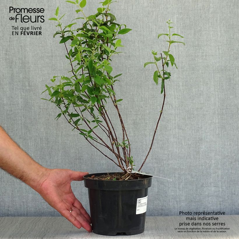 Spécimen de Seringat - Philadelphus Snowbelle en pot de 2L/3L tel que livré en automne