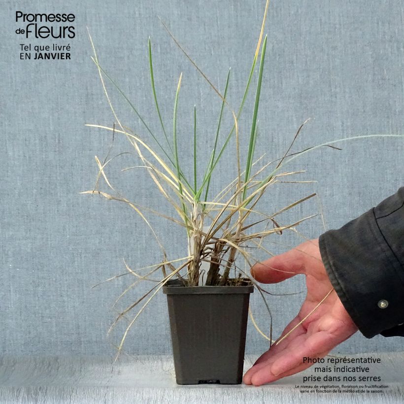 Spécimen de Sesleria nitida - Seslérie Godet de 9cm tel que livré en hiver