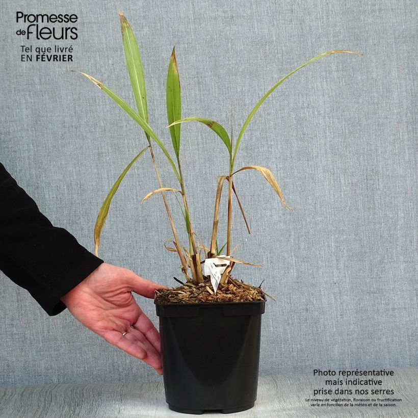 Spécimen de Setaria palmifolia - Herbe-palmier Pot de 2L/3L tel que livré en hiver