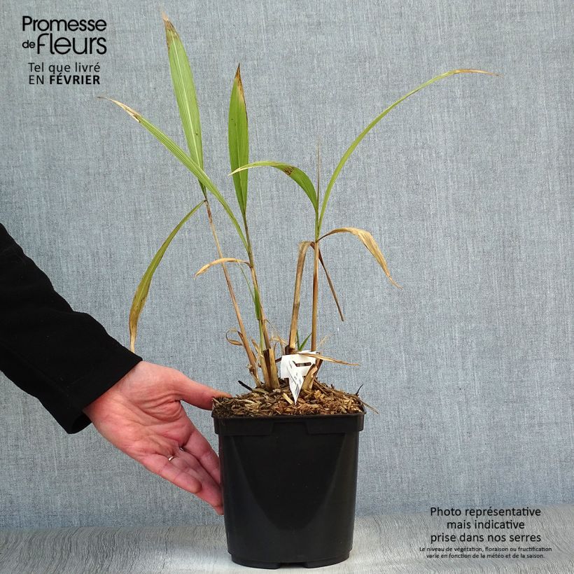 Spécimen de Setaria palmifolia - Herbe-palmier tel que livré en hiver