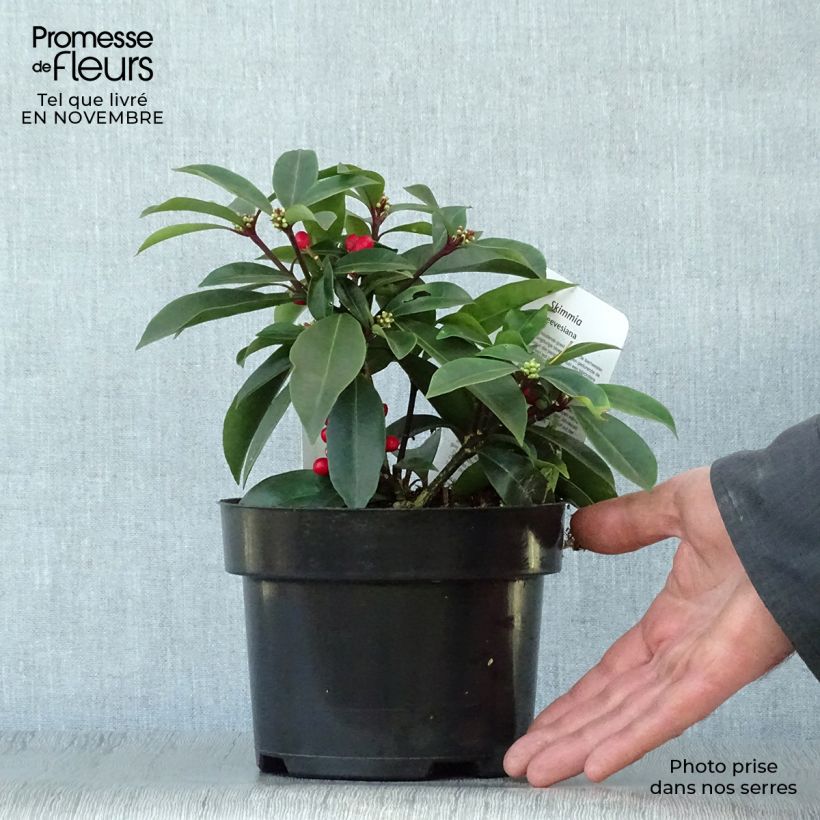 Spécimen de Skimmia reevesiana Pot de 1L/1,5L tel que livré en automne