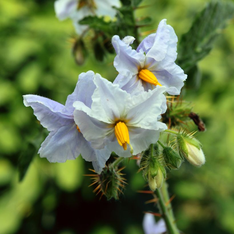 Solanum sisymbriifolium Starbenas - Tomate-litchi, Morelle de Balbis (Floraison)