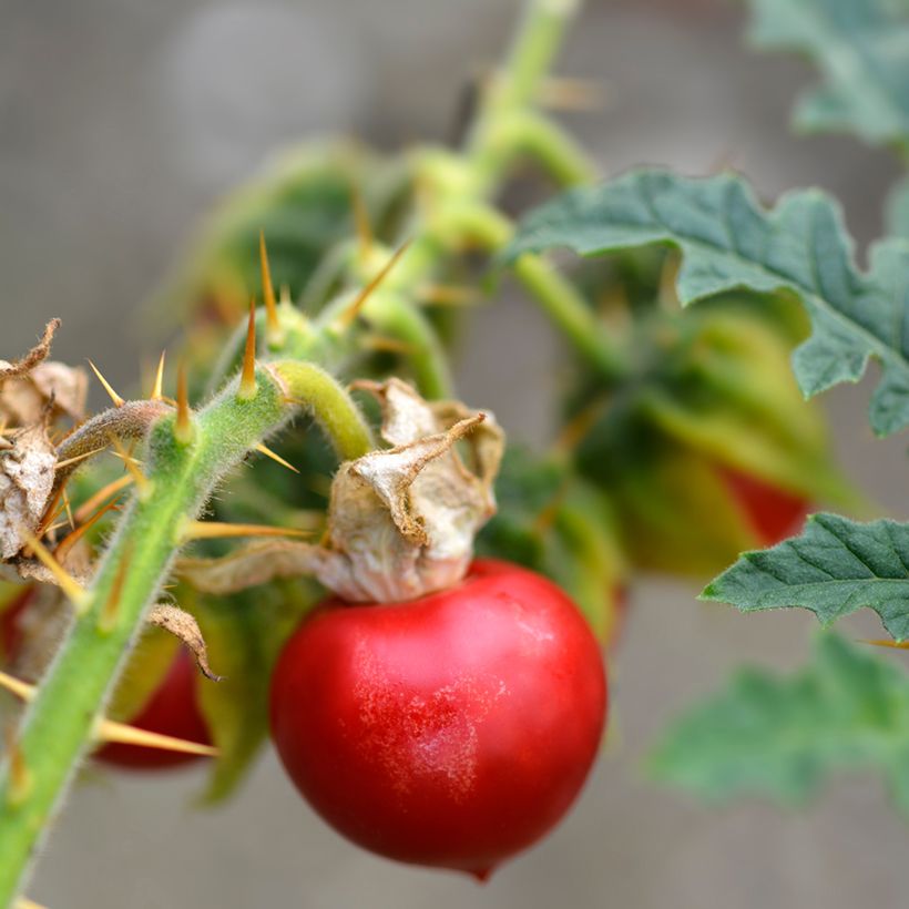 Solanum sisymbriifolium Starbenas - Tomate-litchi, Morelle de Balbis (Récolte)