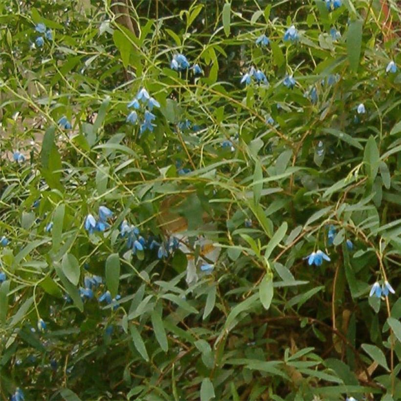 Sollya heterophylla (Floraison)