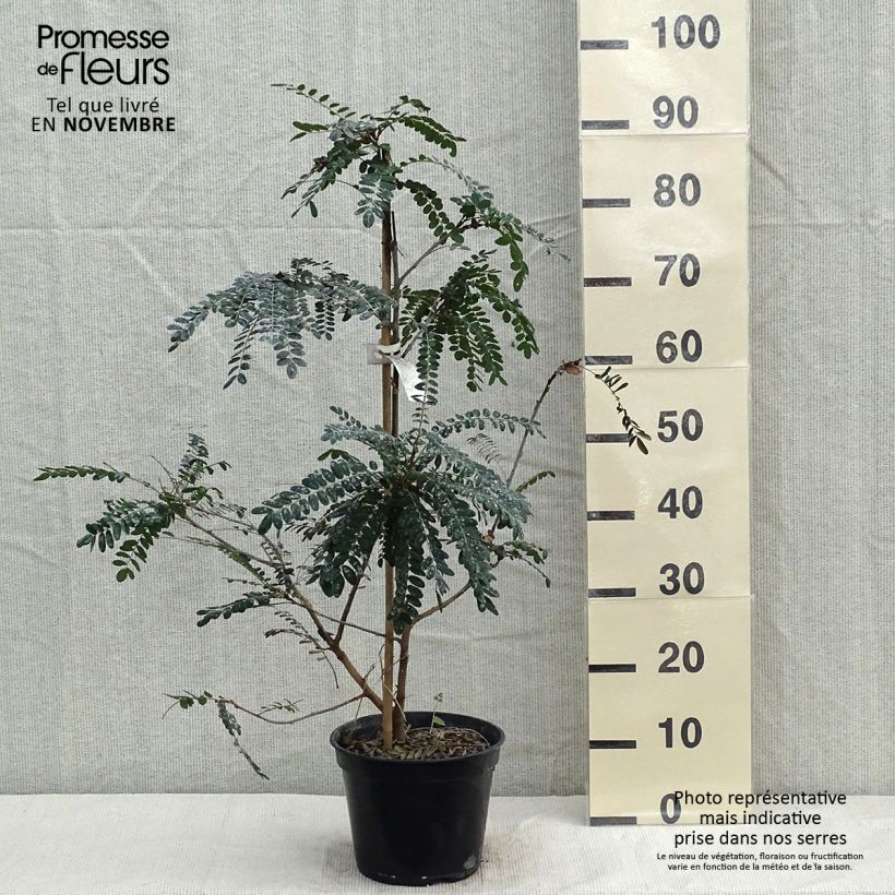 Spécimen de Sophora microphylla Sun King Pot de 2L/3L tel que livré en automne