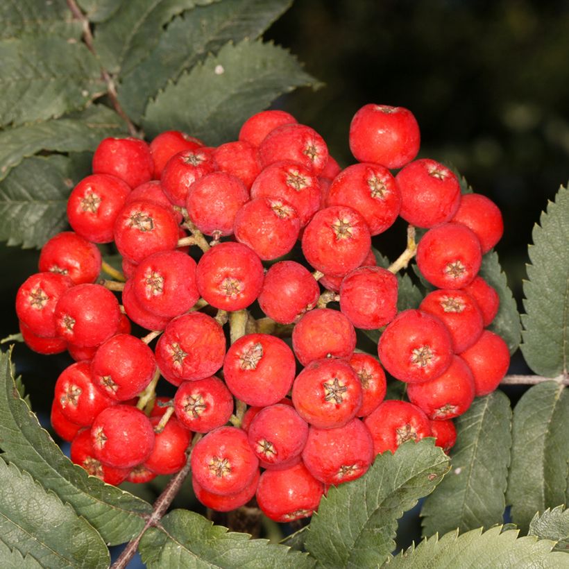 Sorbier des oiseleurs Fastigiata - Sorbus aucuparia (Récolte)