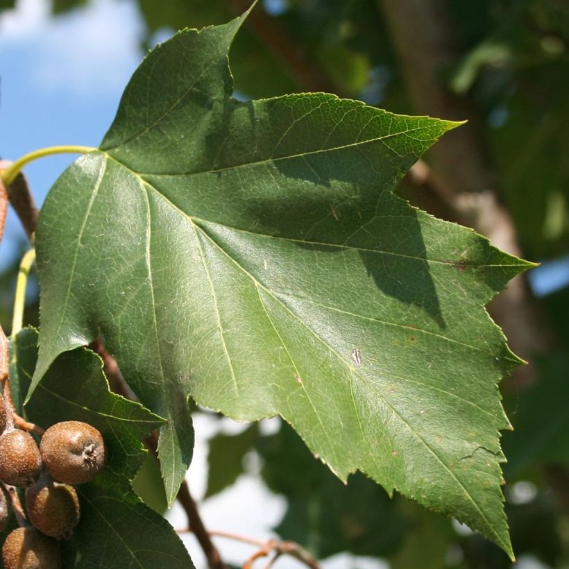 Sorbus torminalis - Alisier des Bois (Feuillage)