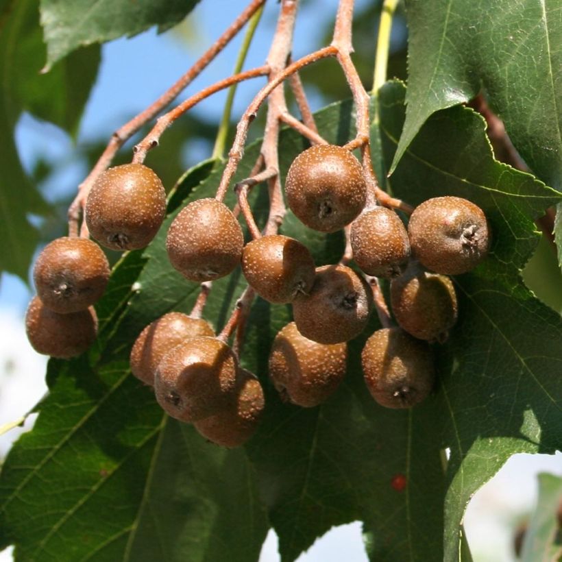 Sorbus torminalis - Alisier des Bois (Récolte)