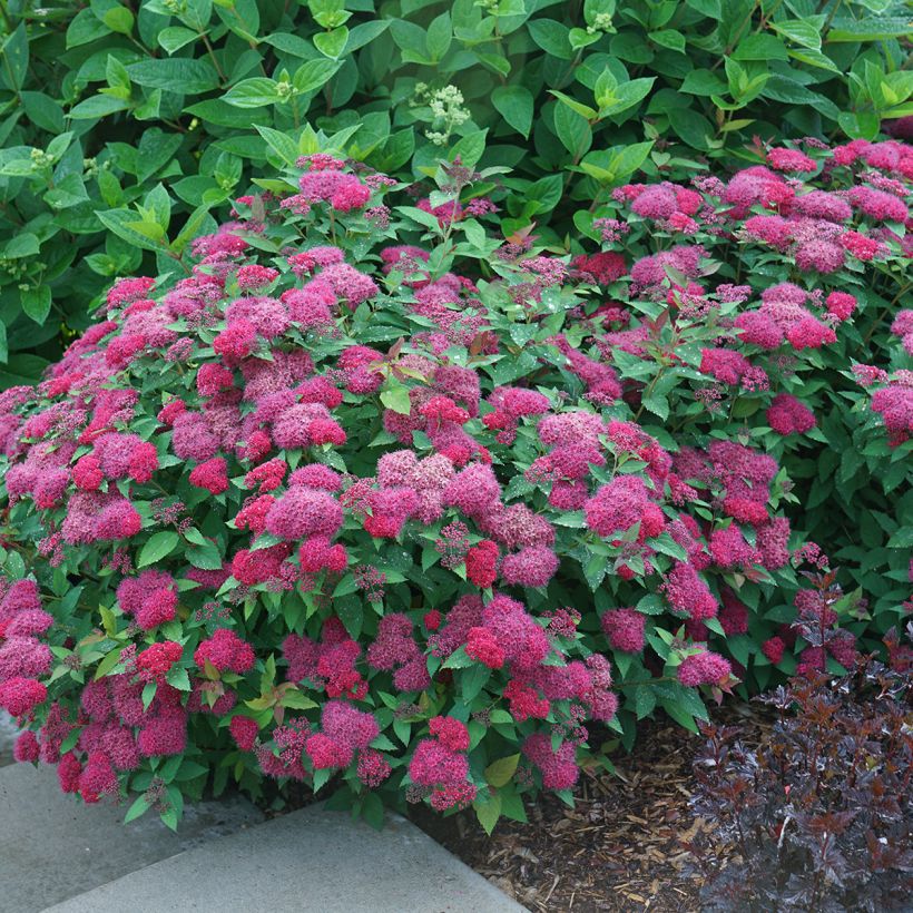 Spirée japonaise Double Play Doozie - Spiraea japonica (Port)