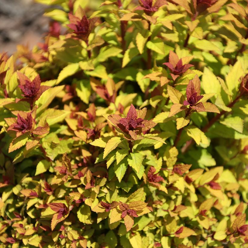 Spirée du japon Merlo Gold- Spiraea japonica (Feuillage)