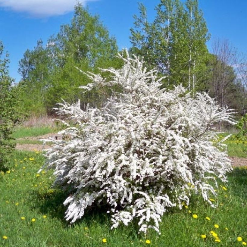 Spiraea prunifolia - Spirée à feuilles de Prunier (Port)