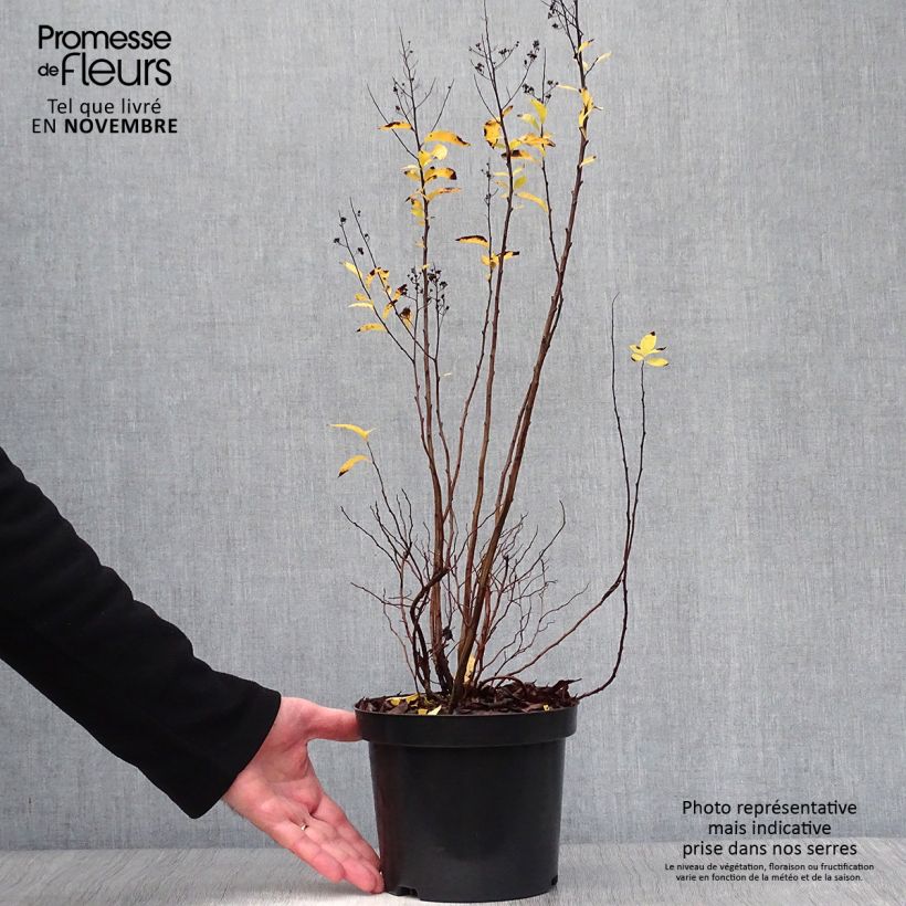 Spécimen de Spiraea prunifolia - Spirée à feuilles de Prunier Pot de 2L/3L tel que livré en automne