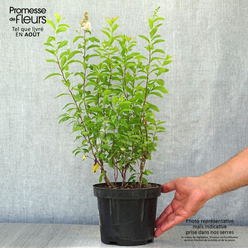 Spécimen de Spiraea prunifolia - Spirée à feuilles de Prunier tel que livré en été