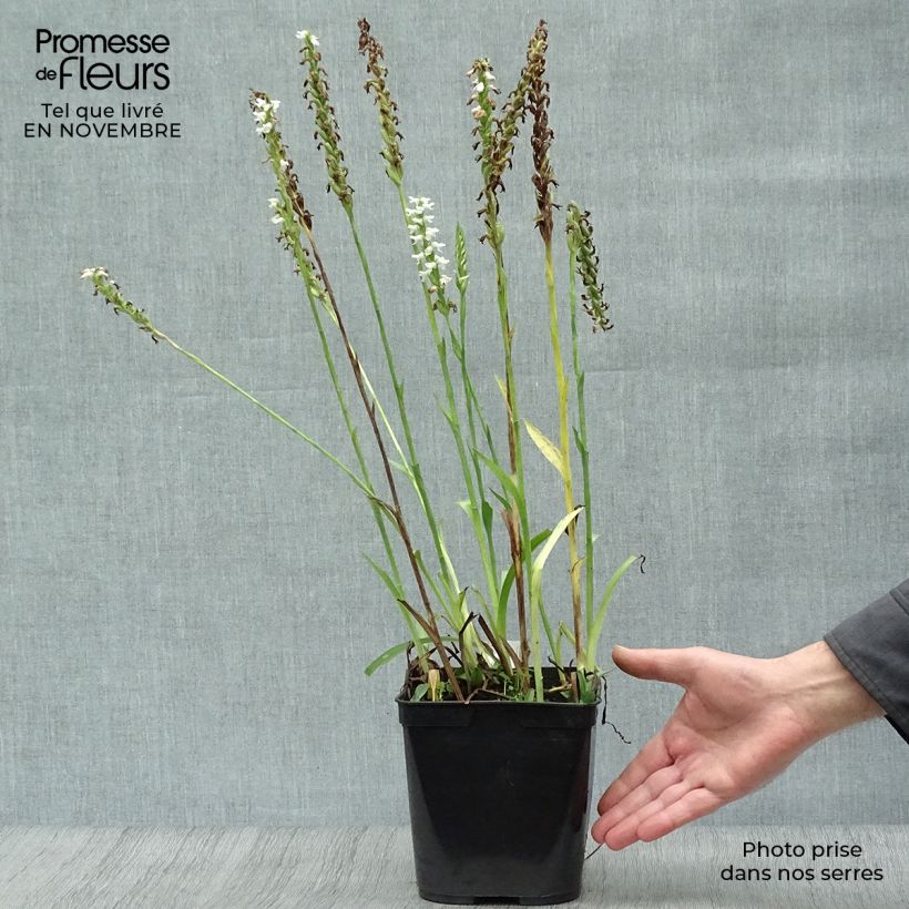 Spécimen de Spiranthes Chadd's Ford - Orchidée terrestre Pot de 2L/3L tel que livré en automne