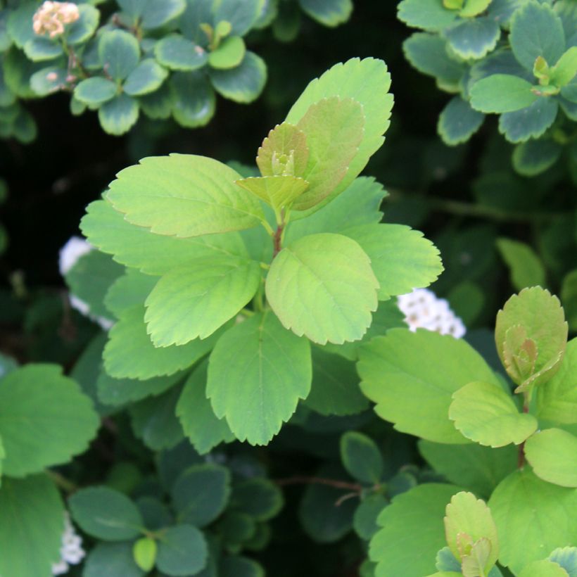 Spirée à feuilles de bouleau Tor - Spiraea betulifolia (Feuillage)