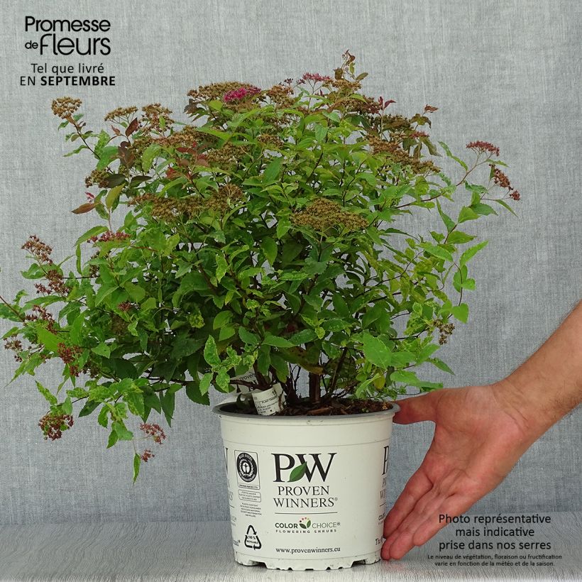 Spécimen de Spirée japonaise Double Play Red - Spiraea japonica Pot de 2L/3L tel que livré en automne