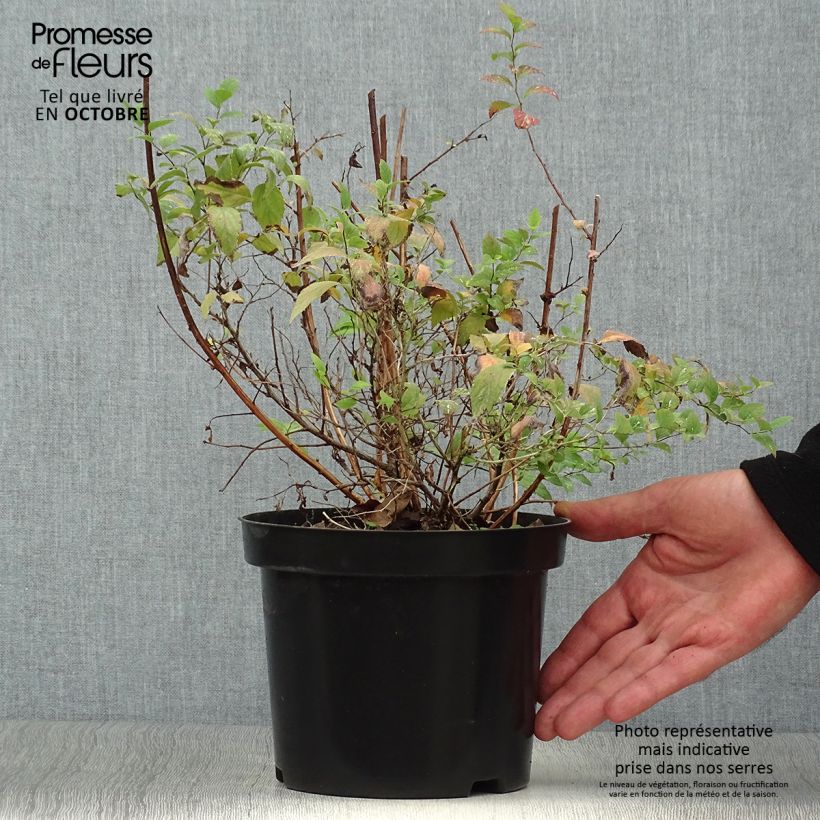 Spécimen de Spirée japonaise Firelight- Spiraea japonica Pot de 3L/4L tel que livré en automne