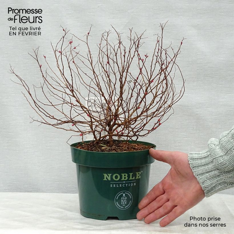 Spécimen de Spirée japonaise Magic Carpet en pot de 2L/3L.- Spiraea japonica tel que livré en hiver