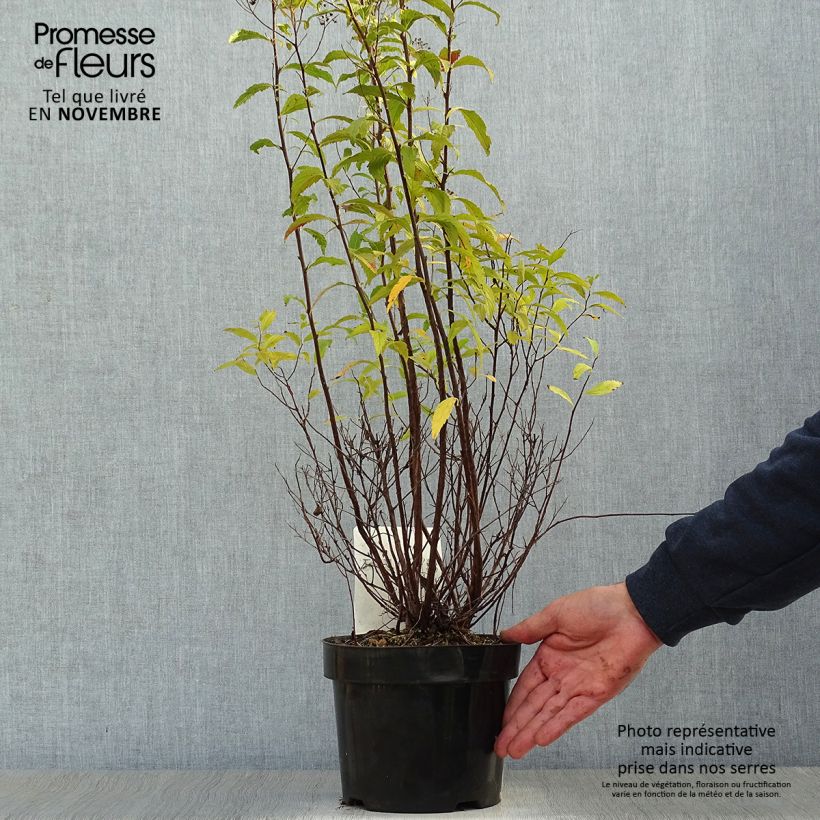 Spécimen de Spirée japonaise Shirobana - Spiraea japonica tel que livré en automne