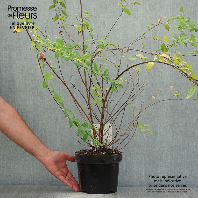 Spécimen de Spirée japonaise Sparkling Champagne - Spiraea japonica  Pot de 3L/4L tel que livré en automne