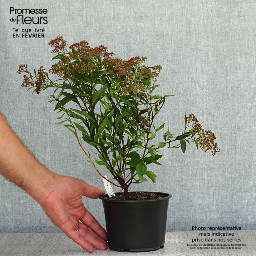 Spécimen de Spirée japonaise - Spiraea japonica Dart's Red en pot de 1L/1,5L tel que livré en automne