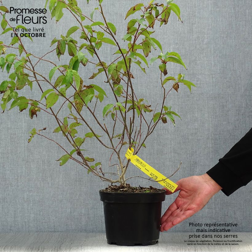 Spécimen de Stachyurus chinensis Celina en pot de 3/4L tel que livré en automne