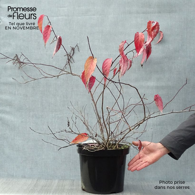 Spécimen de Stachyurus chinensis Joy Forever- Pot de 10L tel que livré en automne