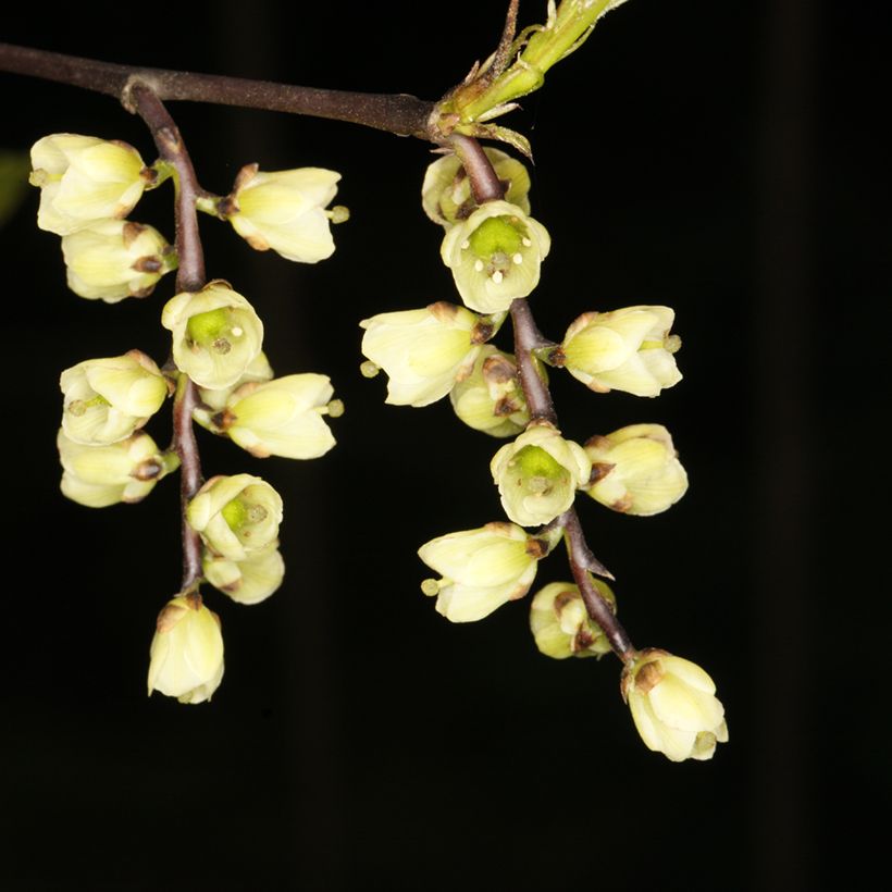 Stachyurus chinensis Wonderful Image (Floraison)