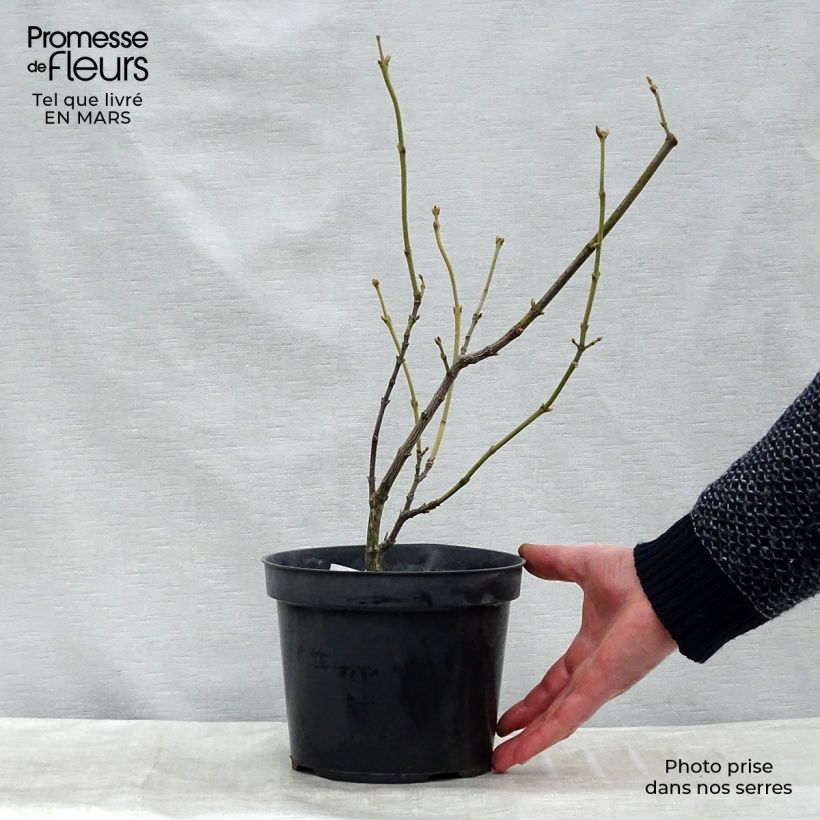 Spécimen de Staphylea pinnata - Faux pistachier tel que livré en hiver