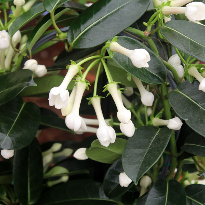 Stephanotis floribunda (jasminoides) - Jasmin de Madagascar (Feuillage)