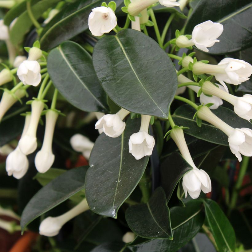 Stephanotis floribunda (jasminoides) - Jasmin de Madagascar (Floraison)