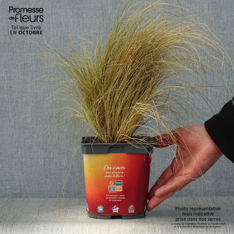 Spécimen de Stipa tenuifolia - Cheveux d'ange pot de 2L tel que livré en automne