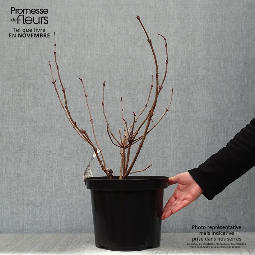 Spécimen de Sureau noir - Sambucus nigra Black Lace (Eva) en pot de 10L tel que livré en automne