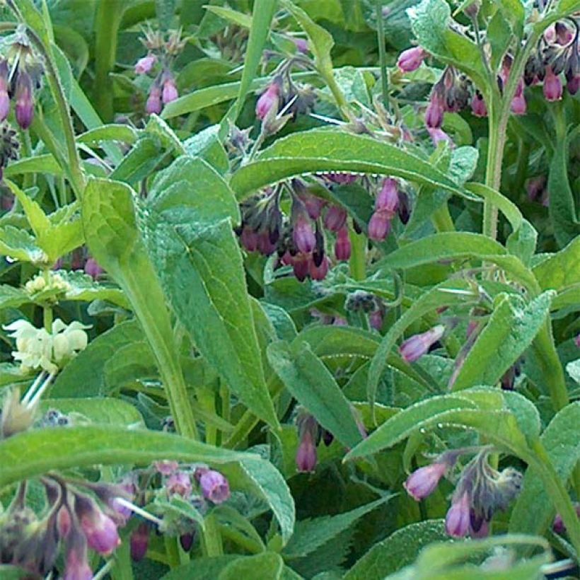 Consoude officinale - Symphytum officinale (Feuillage)