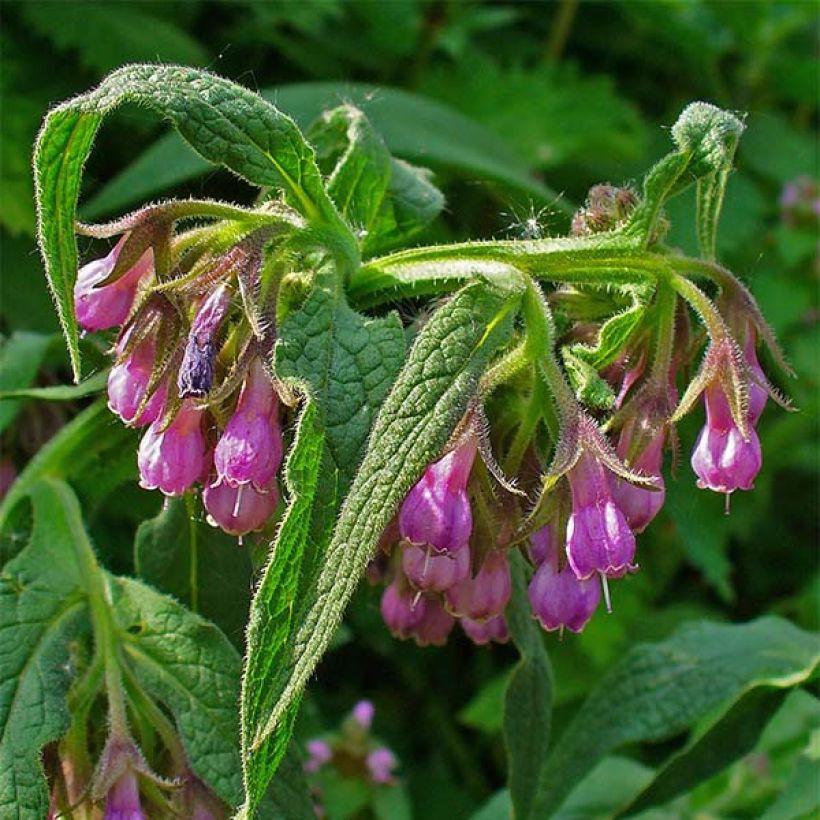 Consoude officinale - Symphytum officinale (Floraison)