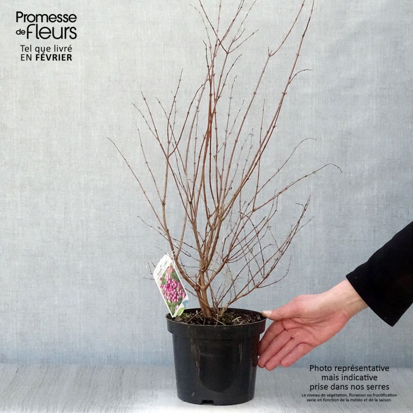 Achetez maintenant une plante d'intérieur Bonsaï Zelkova du Japon en forme  de S avec cache-pot bleu