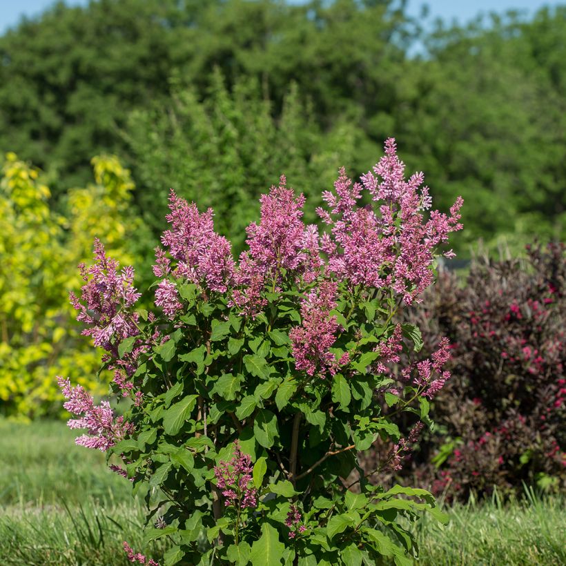 Lilas hybride Pinktini - Syringa x prestoniae  (Port)