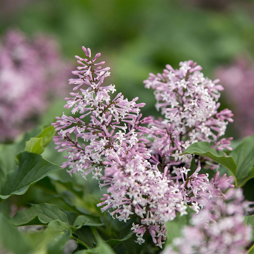 Lilas - Syringa Little Lady (Floraison)