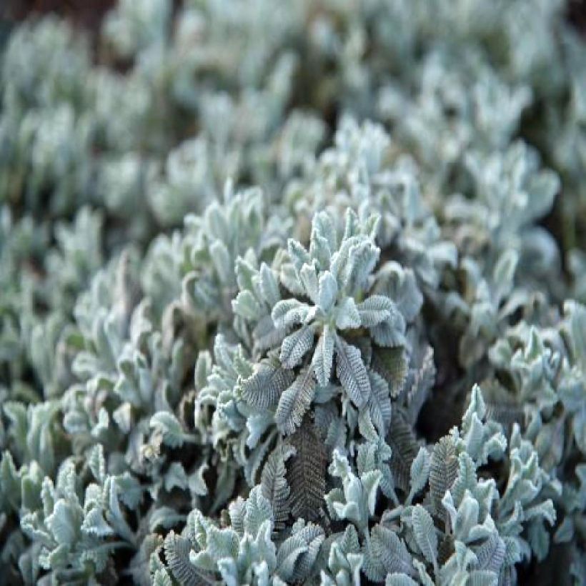 Tanacetum haradjanii Little Frosty - Tanaisie argentée (Feuillage)