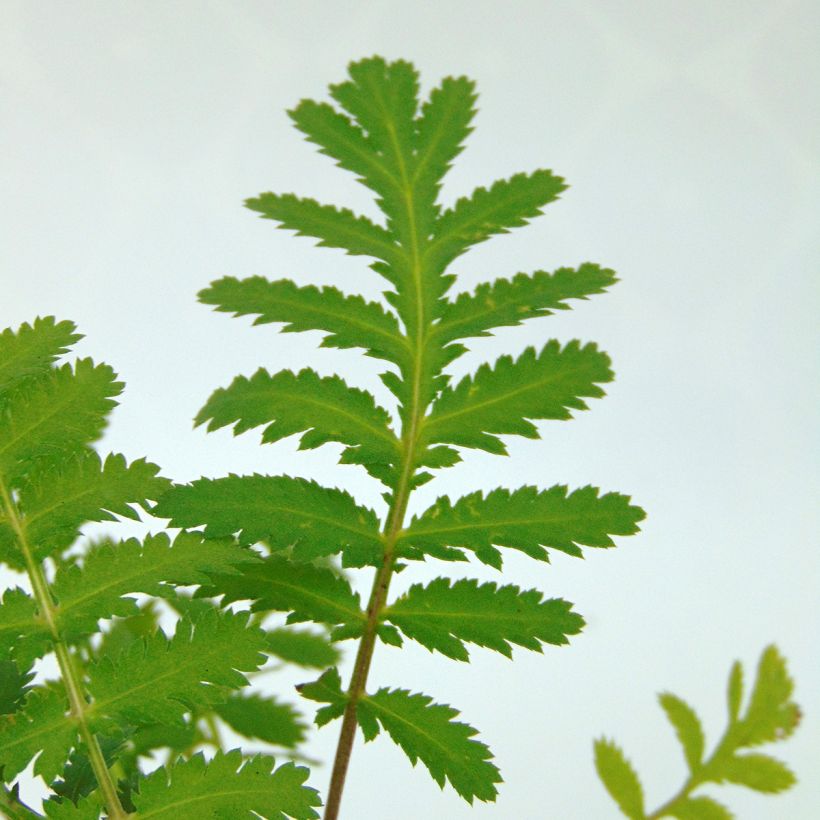 Tanaisie - Tanacetum vulgare (godet) (Feuillage)