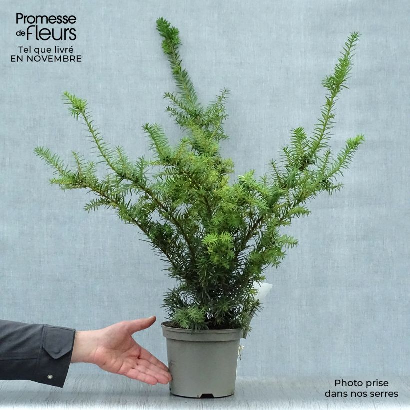 Spécimen de Taxus media Densiformis - If hybride Pot de 2L/3L tel que livré en automne