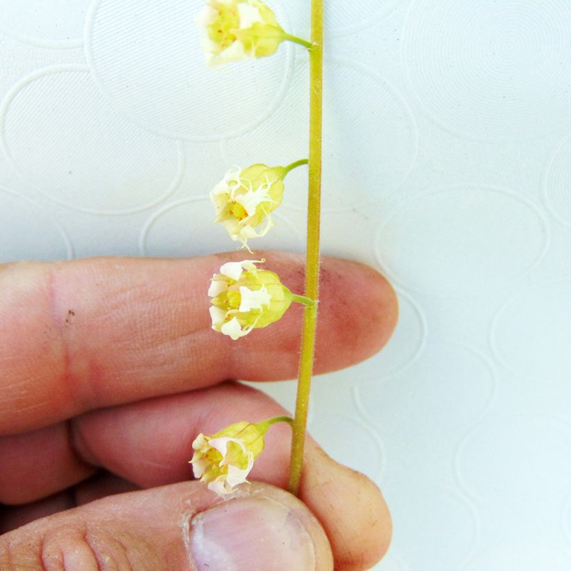 Tellima grandiflora Rubra - Tellime à grande fleur (Floraison)